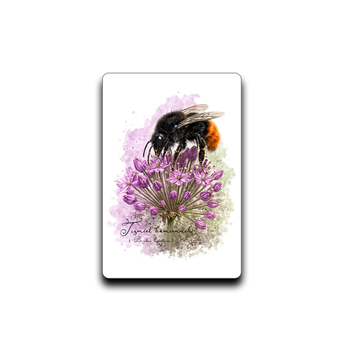 Magnes z trzmielem kamiennikiem (Bombus lapidarius) - autorska grafika Pauliny Strejczek-Jaźwińskiej. Prostokątna ramka MDF 7,5x5 cm, nadruk sublimacyjny. Kolekcja Trzmiele, Człowiek z Lasu.