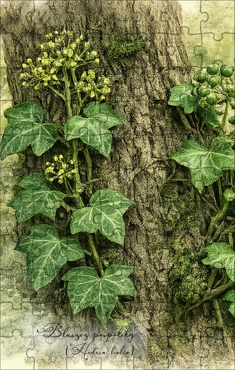 Puzzle HQ 120 elementów z bluszczem pospolitym (Hedera helix) - autorska grafika Pauliny Strejczek-Jaźwińskiej. Wymiary 20x30 cm. Kolekcja Bluszcz zwyczajny, Człowiek z Lasu.