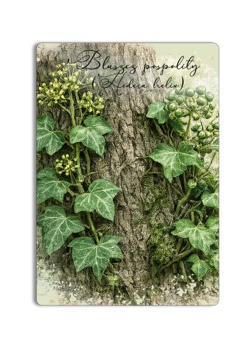 Podkładka pod myszkę z bluszczem pospolitym (Hedera helix) - autorska grafika Pauliny Strejczek-Jaźwińskiej. Wymiary 220x180 mm. Kolekcja Bluszcz zwyczajny, Człowiek z Lasu.