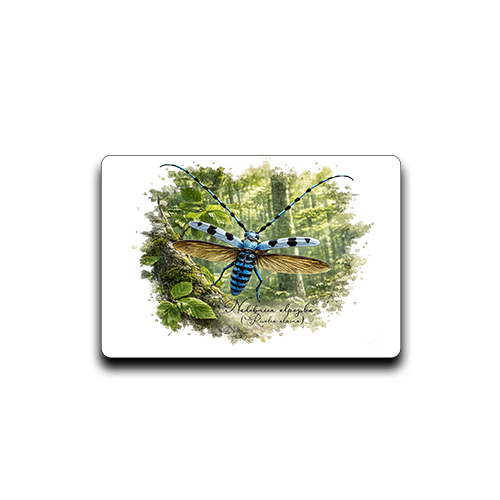 Magnes z nadobnicą alpejską (Rosalia alpina) - autorska grafika Pauliny Strejczek-Jaźwińskiej. Wymiary 7x4,5 cm. Kolekcja Nadobnica alpejska, Człowiek z Lasu.