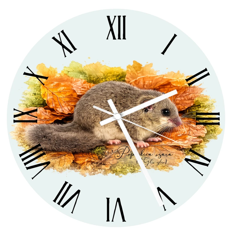 Popielica szara /Glis glis/ - Zegar