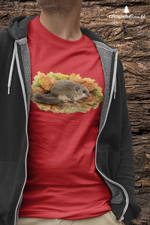 Popielica szara – /Glis glis/- Koszulka
