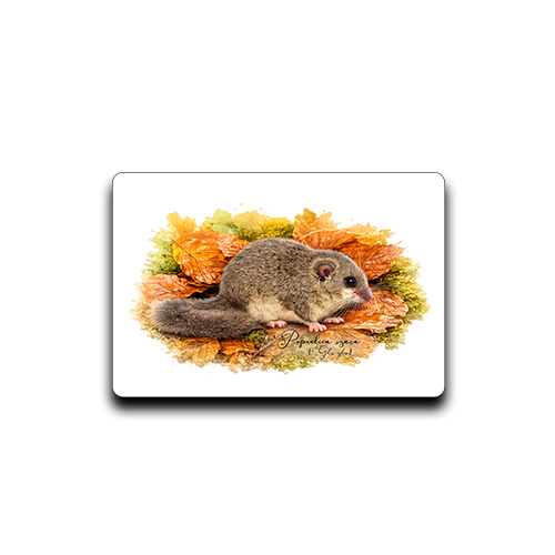 Popielica szara /Glis glis/ - Magnes