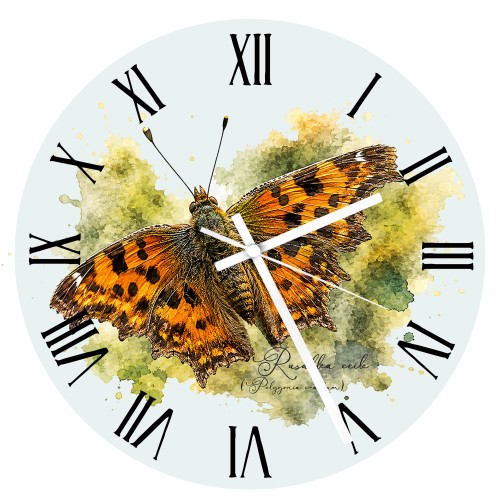 Zegar - Rusałka ceik /Polygonia c-album/ - prezent dla Lepidopterologa, prezent dla entomologa