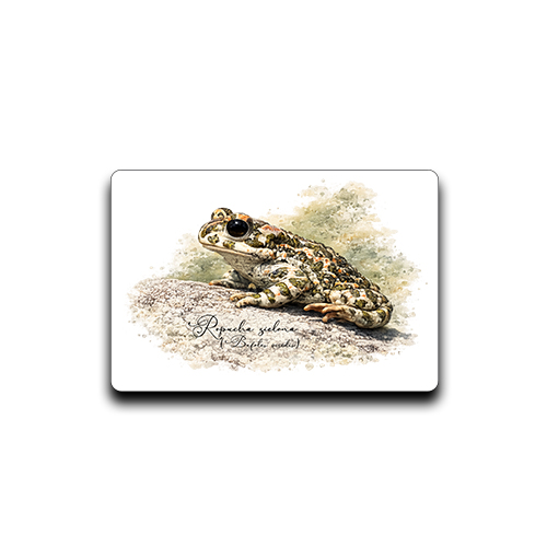 Magnes z ropuchą zieloną (Bufotes viridis) - autorska grafika Pauliny Strejczek-Jaźwińskiej. Wymiary 7x4,5 cm. Kolekcja Ropucha zielona, Człowiek z Lasu.