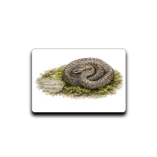 Magnes z gniewoszem plamistym (Coronella austriaca) - autorska grafika Pauliny Strejczek-Jaźwińskiej. Wymiary 7x4,5 cm. Kolekcja Gniewosz plamisty, Człowiek z Lasu.