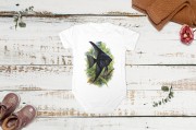 Skalar czarny /Pterophyllum scalare/ - Body - Bodziak