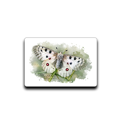 Niepylak apollo /Parnassius apollo/ - prezent dla Lepidopterologa, prezent dla entomologa - Magnes
